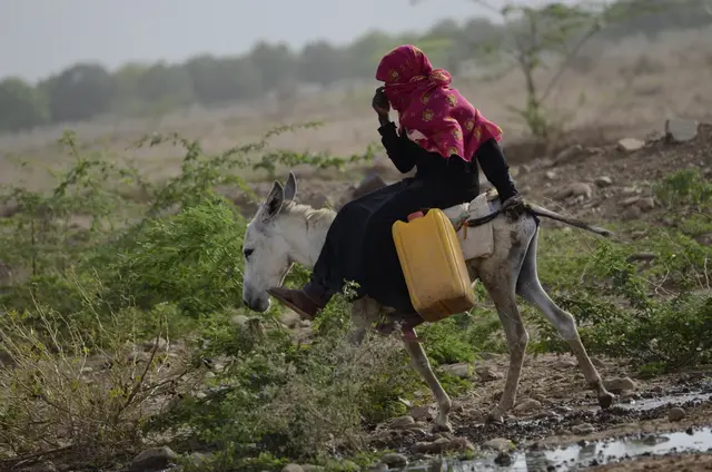 A woman in a pink headscarf rides a donkey carrying a yellow jerrycan through green scrubland.